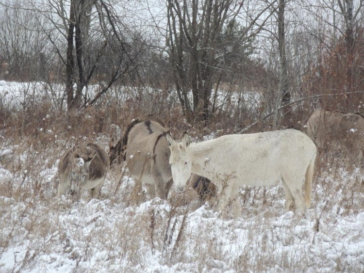 Ânes broutant dans la neige au Québec, Val à l'âne