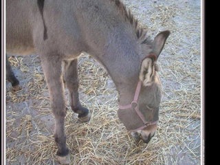 Impossible de lire la video