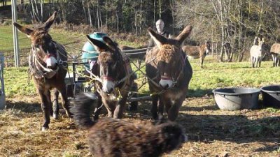 Impossible de lire la video