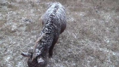 Impossible de lire la video