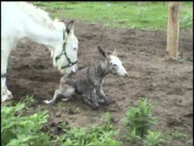 Impossible de lire la video