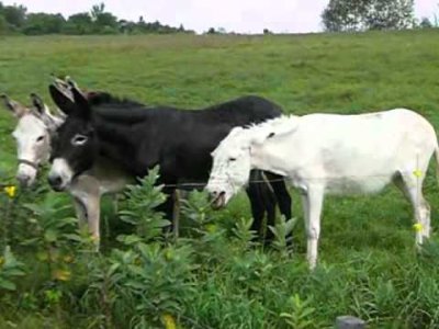 Impossible de lire la video