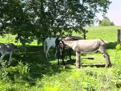 Impossible de lire la video