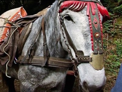 Impossible de lire la video