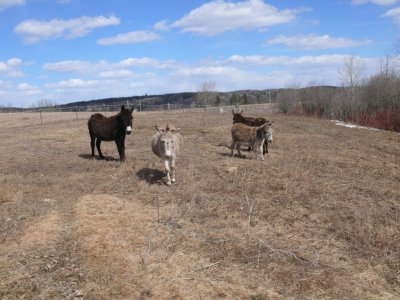 <p>Au Val à l'âne</p>