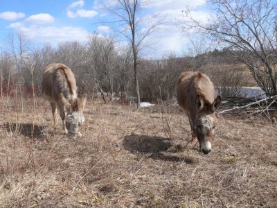 <p>Au Val à l'âne</p>