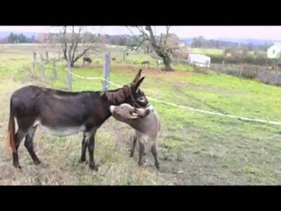 Impossible de lire la video