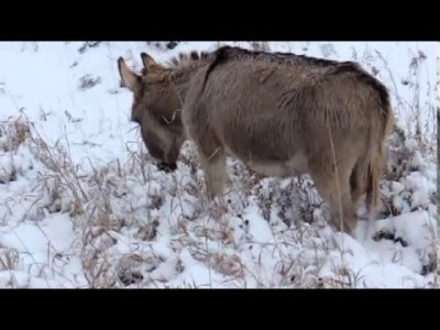 Impossible de lire la video