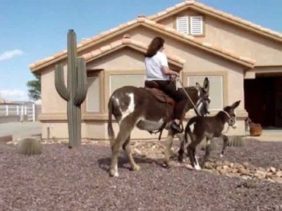 Impossible de lire la video