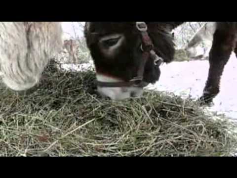 Impossible de lire la video